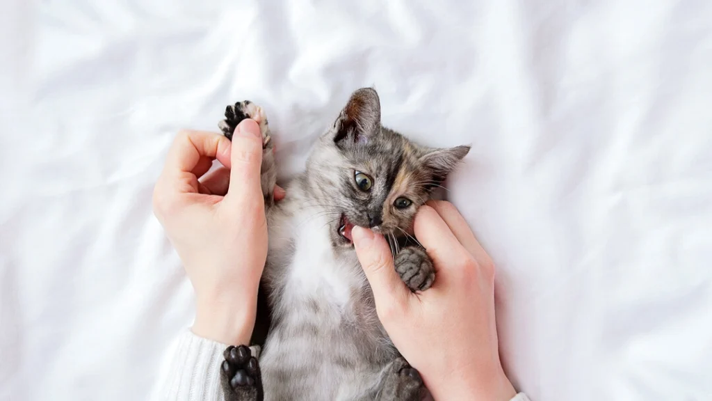 Benefits of Kitten Playdates