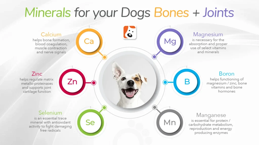 Essential Minerals for a Healthy Canine