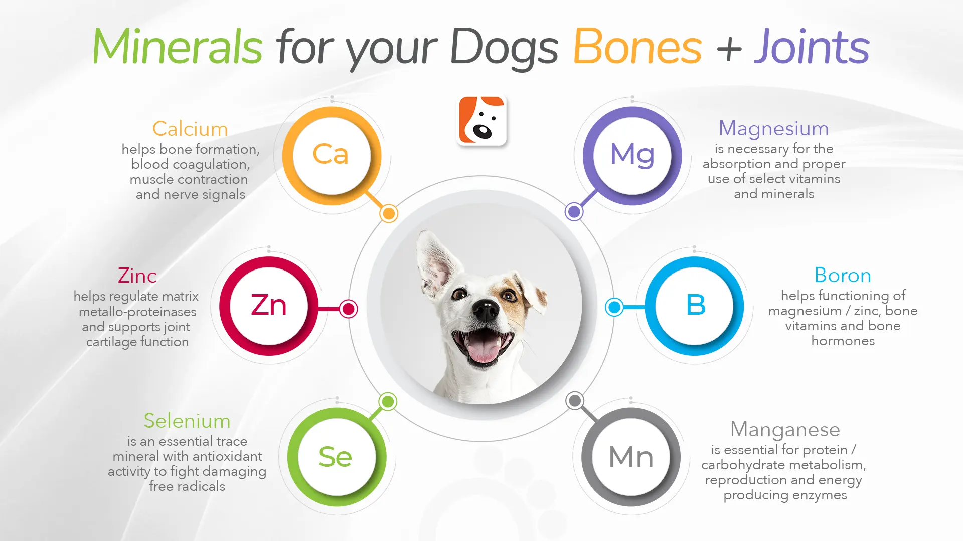 Essential Minerals for a Healthy Canine