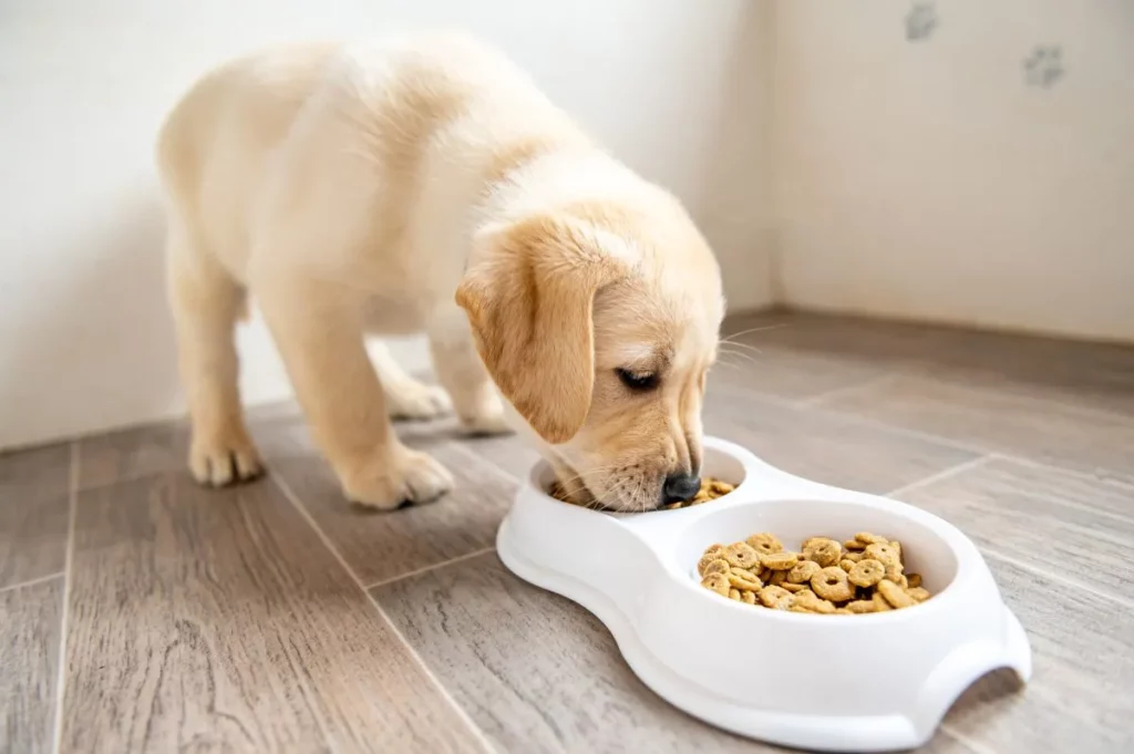 Common Puppy Feeding Mistakes to Avoid