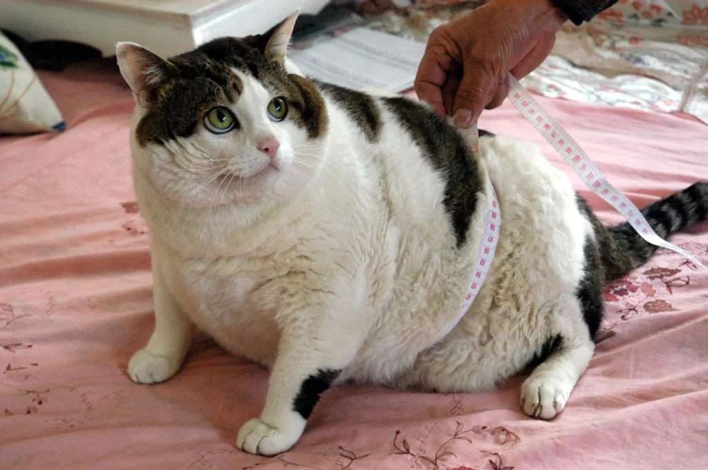 Feline Obesity