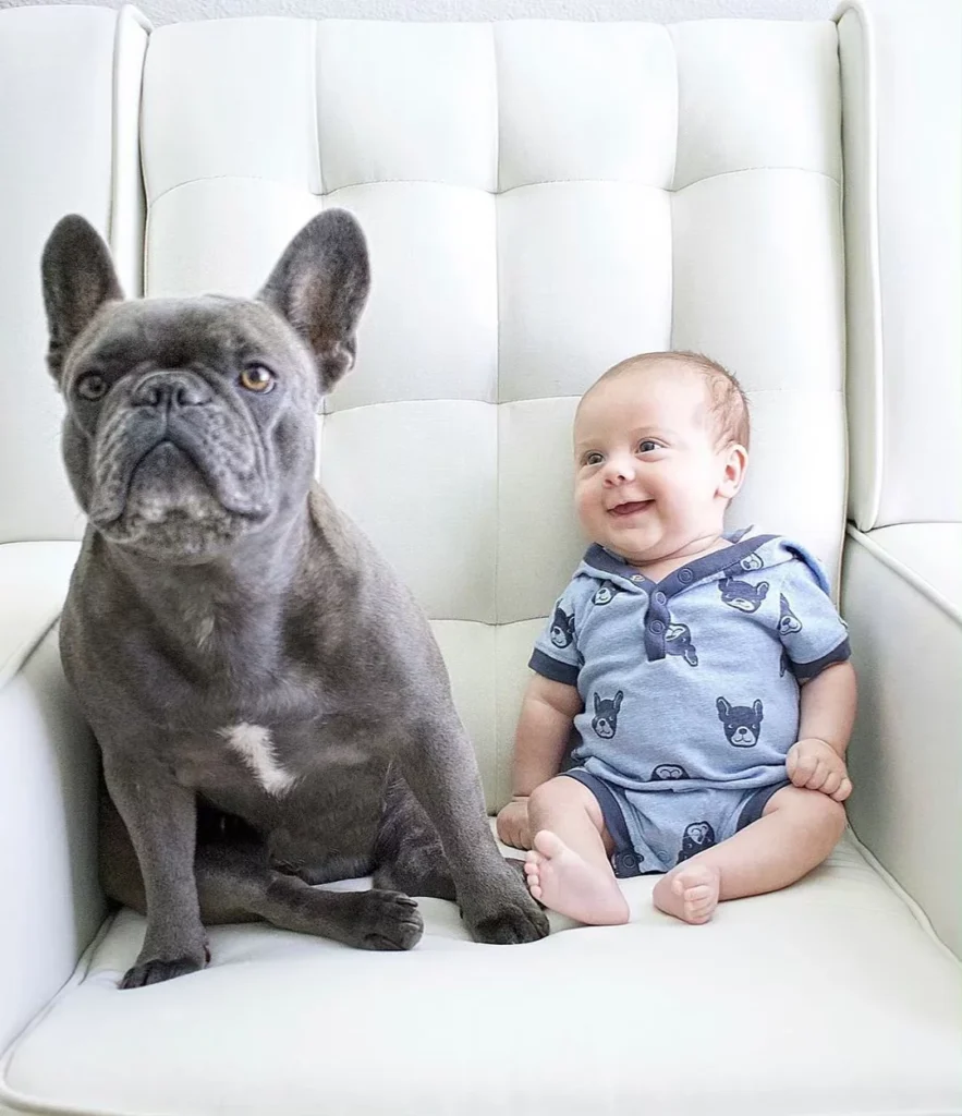 French Bulldog for kids