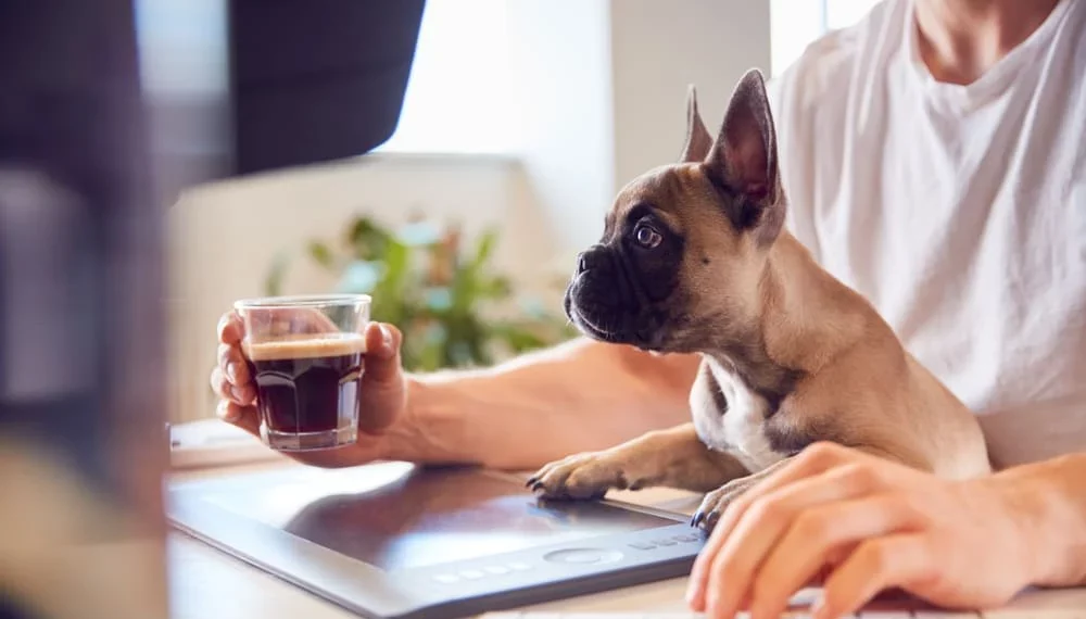 Top Small Dog Breeds for Home Workers