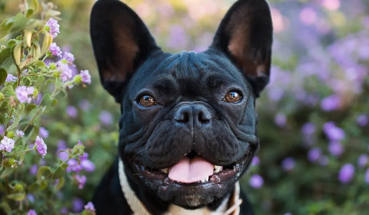 Discover the Best Small Dog Breeds that are Loyal