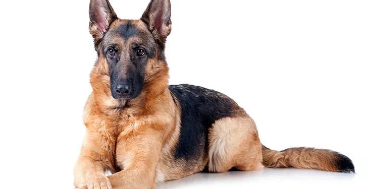  German Shepherds evolved into versatile companions