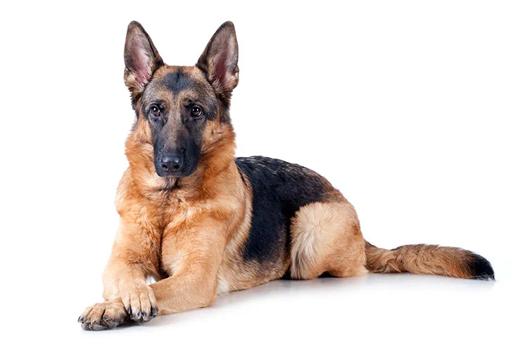  German Shepherds evolved into versatile companions