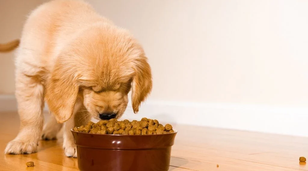 Cons of Grain-Free Puppy Diets