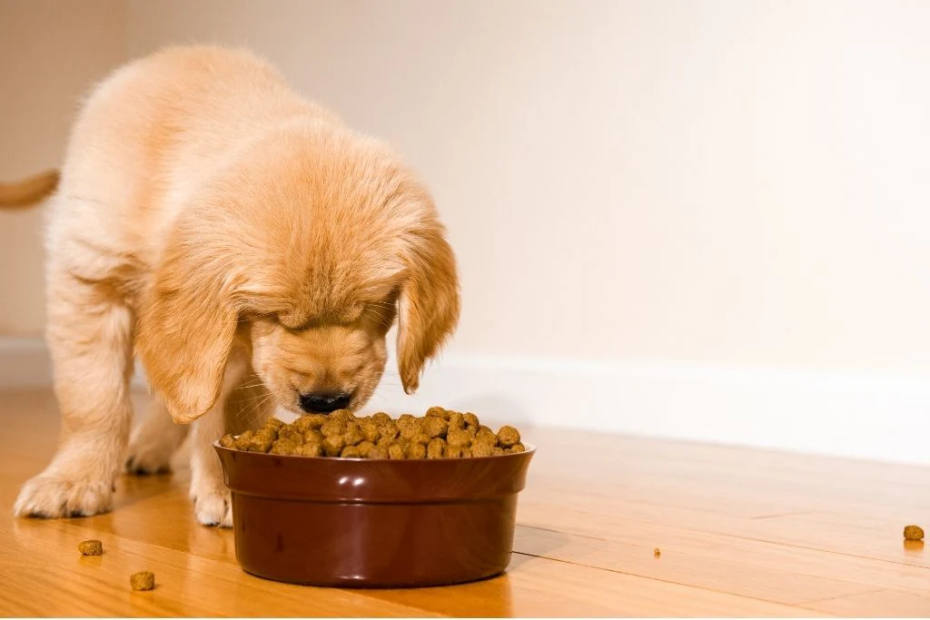 Cons of Grain-Free Puppy Diets