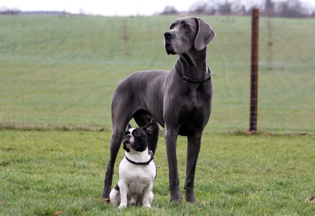 Great Dane