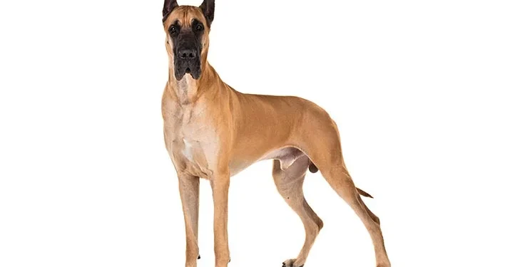  the Great Dane originated in Germany for boar hunting