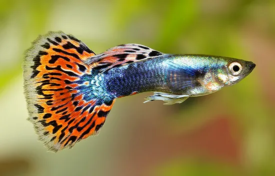 Guppies are beloved for their small size