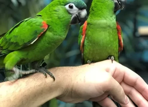 Hahn's Macaw