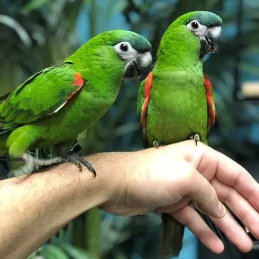 Hahn's Macaw