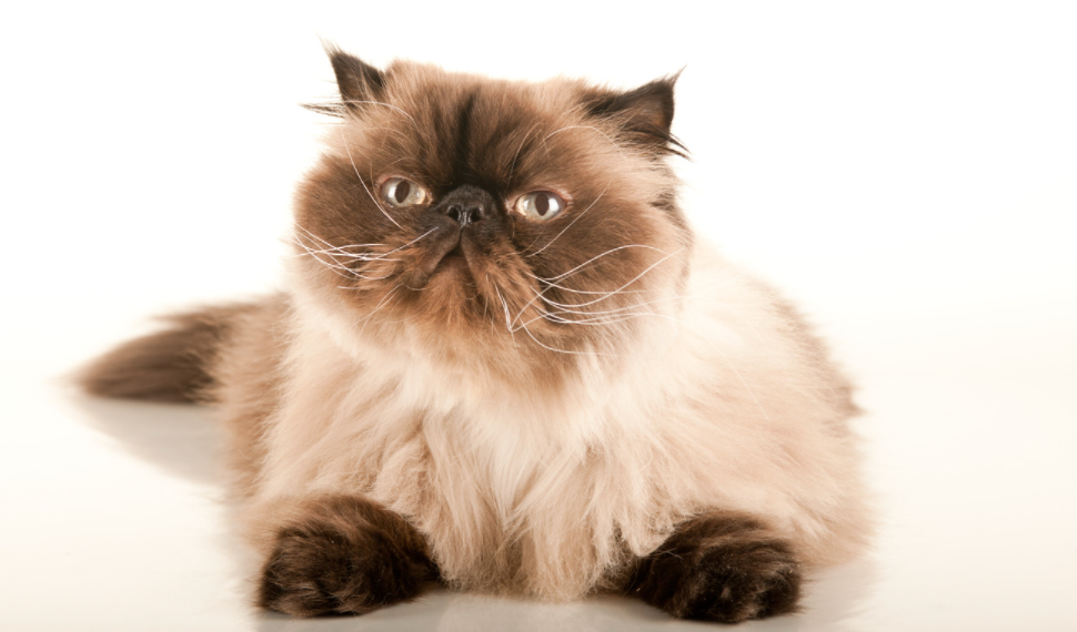 Himalayan Cats