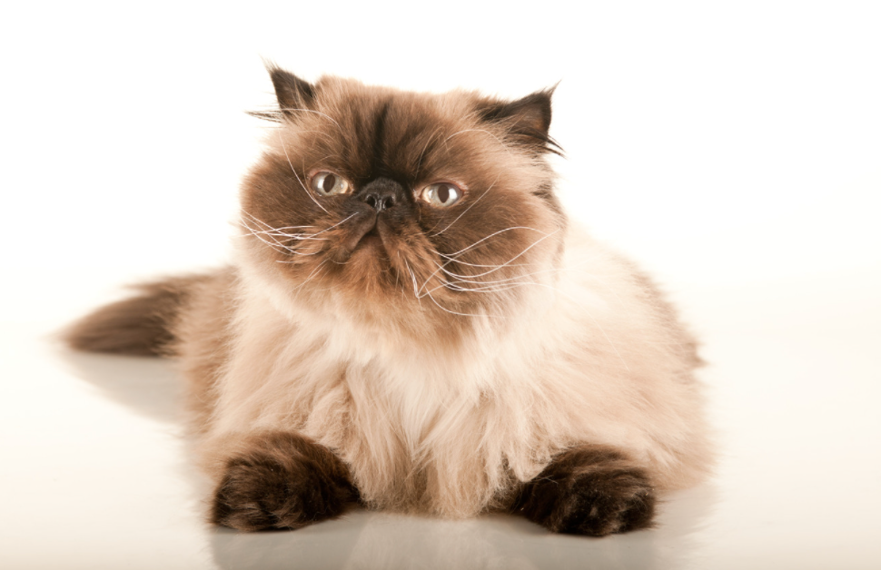 Himalayan Cats