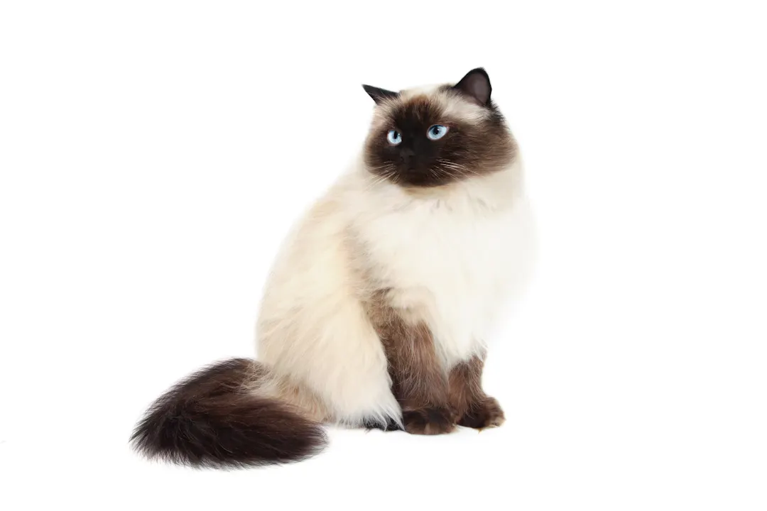 Caring for Small Cat Breeds with Fluffy Tails