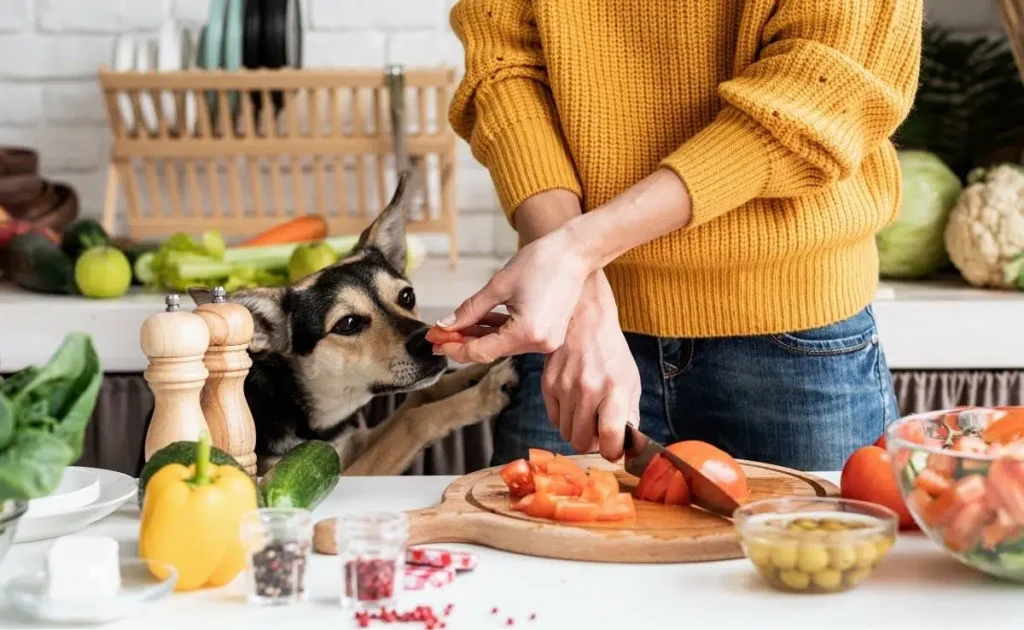 Homemade vs. Commercial Dog Food1