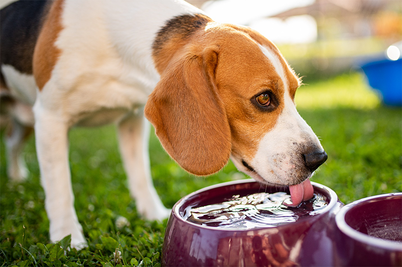 Summer Skin Problems in Dogs