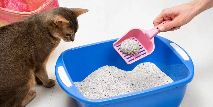 Image for Litter Box Maintenance Section