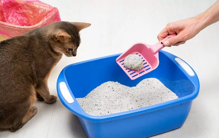 Image for Litter Box Maintenance Section