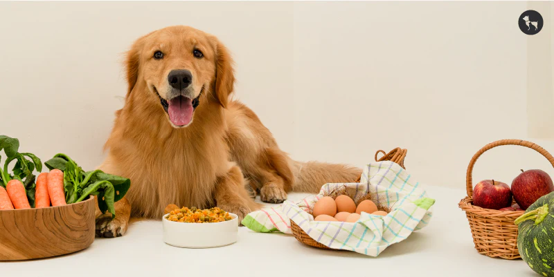 Benefits of a Balanced Diet for Dogs