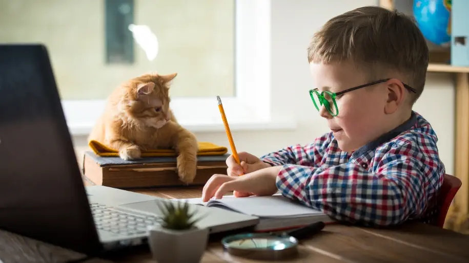 Kitten Training