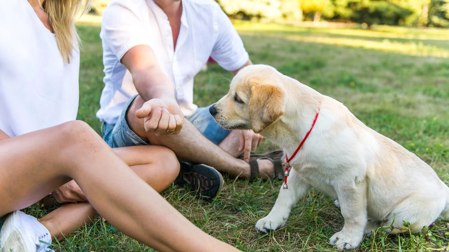 Introducing Your Puppy to New People