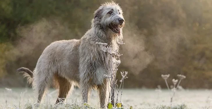 Irish Wolfhounds and Best Big Dog Breeds