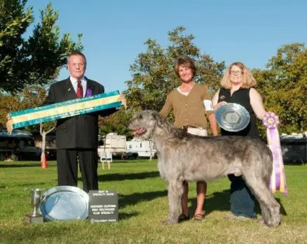 Irish Wolfhounds and Best Big Dog Breeds