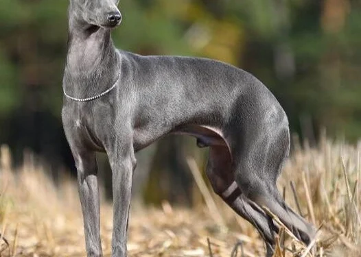 Italian Greyhound