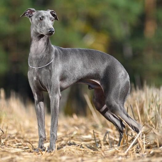 Italian Greyhound