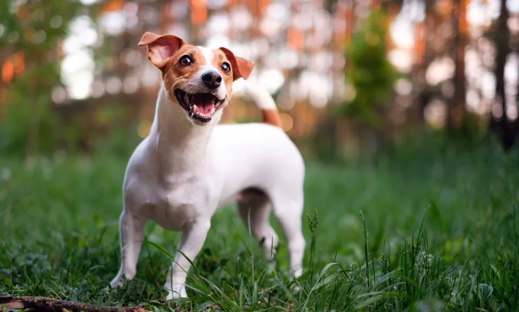 Jack Russell Terrier - The Energetic Explorer