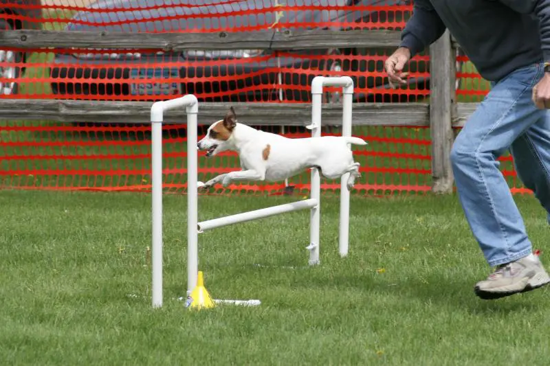 Top Small Dog Breeds for Agility Competitions