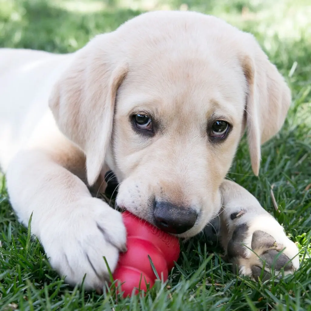 Top Picks for the Best Fetch Toys for Energetic Puppies