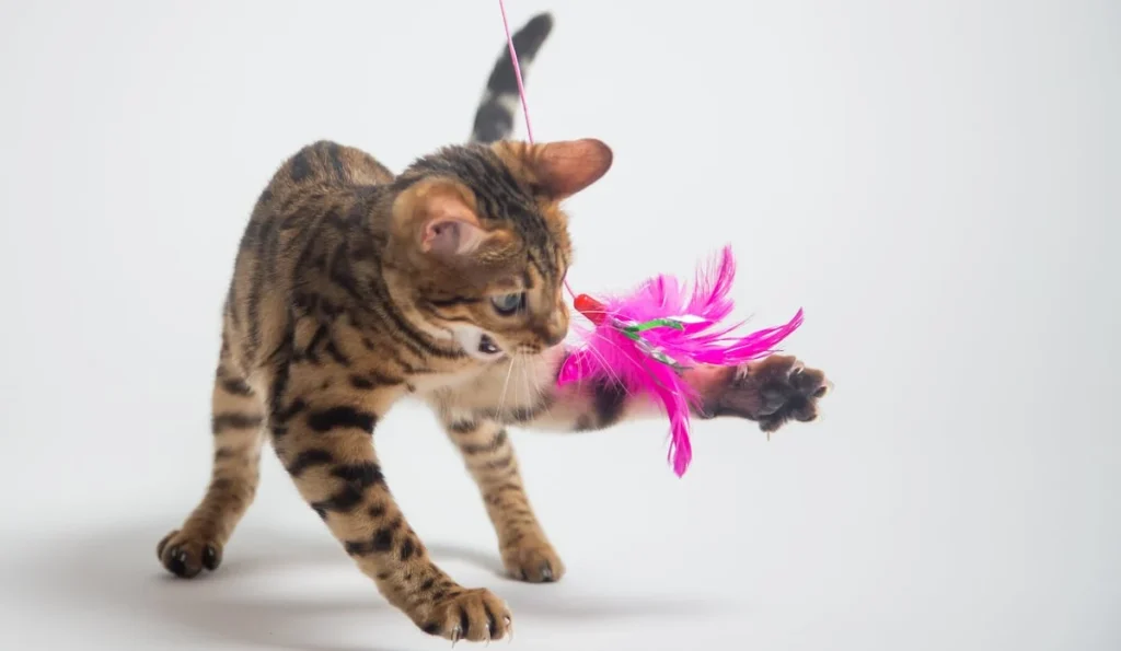 Key Considerations for Safe Cat Toys1