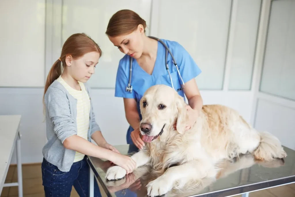 Key Factors to Consider When Choosing a Vet