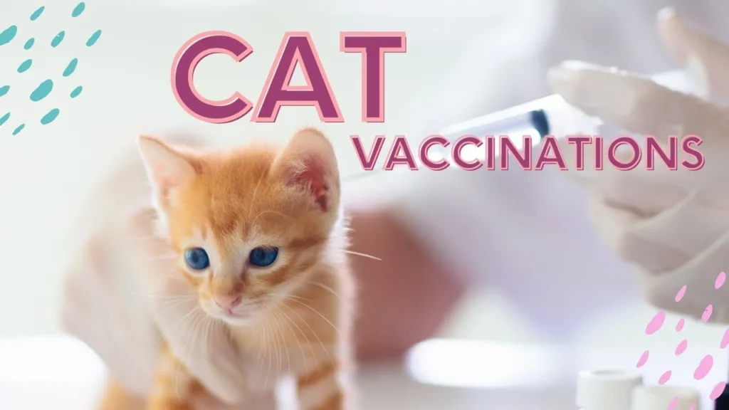 Guide to Kitten Vaccinations and Preventative Care