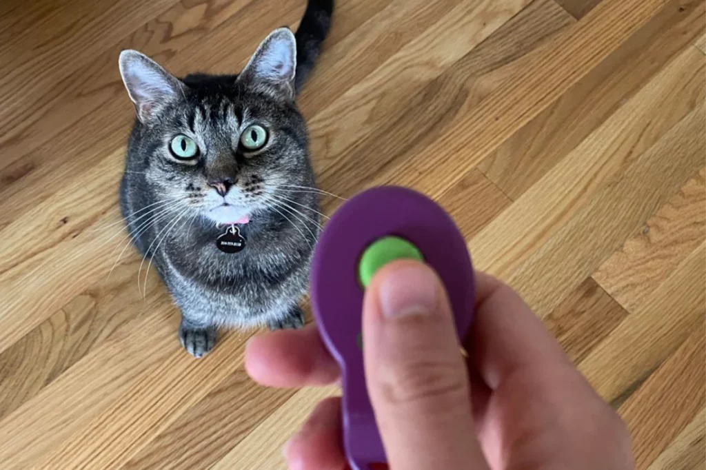 Introduction to Clicker Training for Kittens Best Cat Training