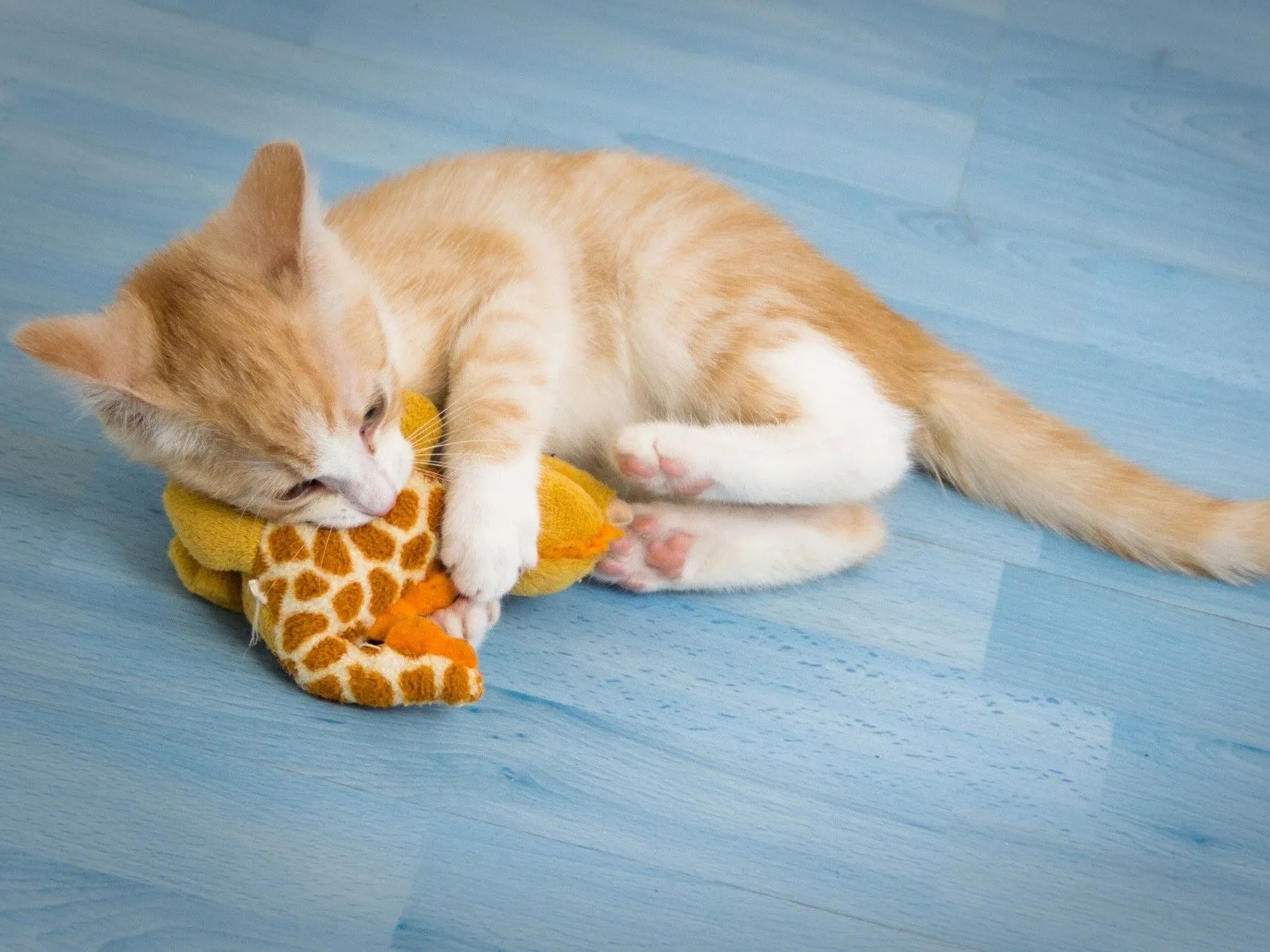 Tips for Socializing Kittens Through Play with Best Cat Toys