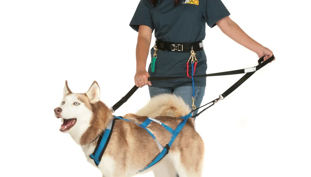 Leash and Collar for dog trainning