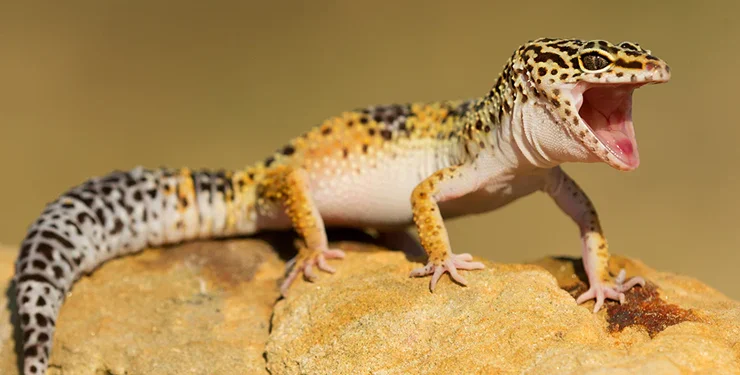  Leopard Geckos