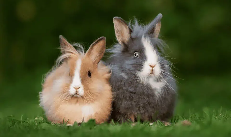 Lionheads are small rabbits