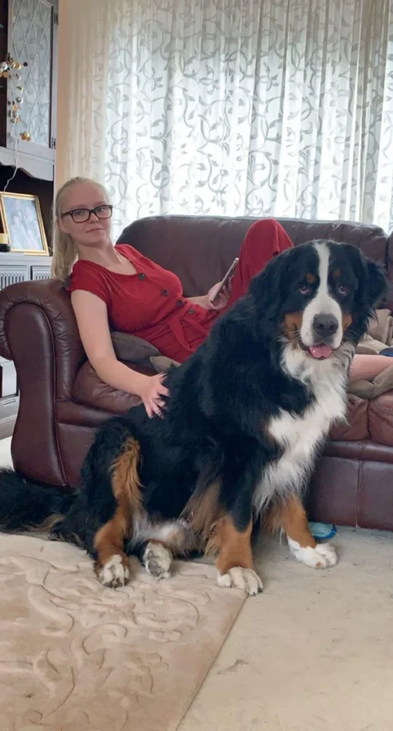 Majestic Bernese Mountain Dog g