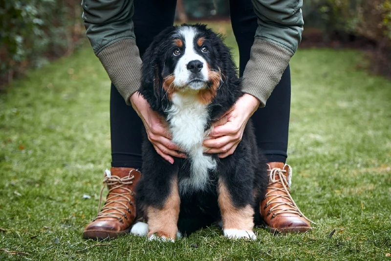 Majestic Bernese Mountain Dog v