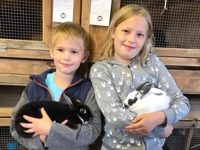 Mini Rex rabbits are small to medium-sized