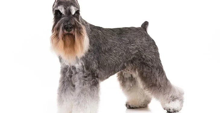 Miniature Schnauzers