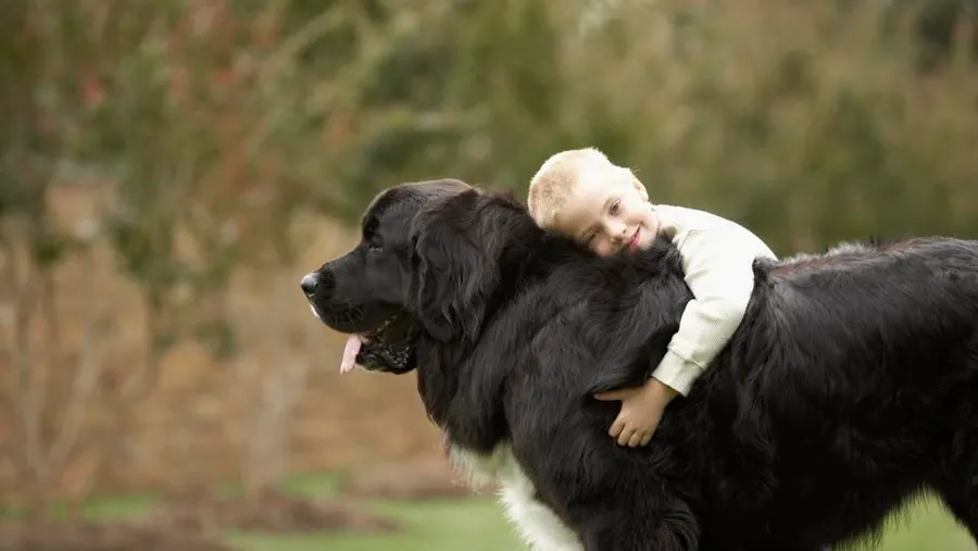 Newfoundlands Large Dog Lovers