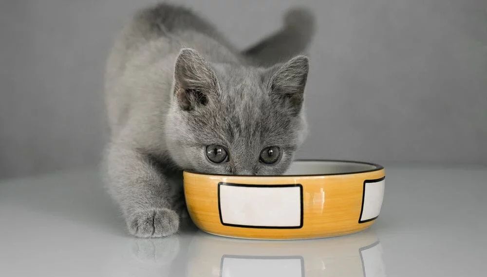 Nutritional Needs of Adolescent Cats with Best Cat Foods