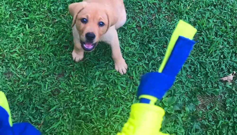 Top Picks for the Best Fetch Toys for Energetic Puppies