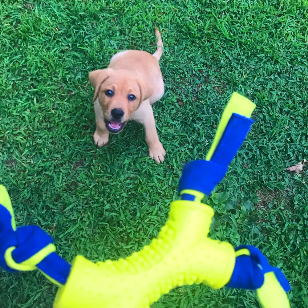 Top Picks for the Best Fetch Toys for Energetic Puppies